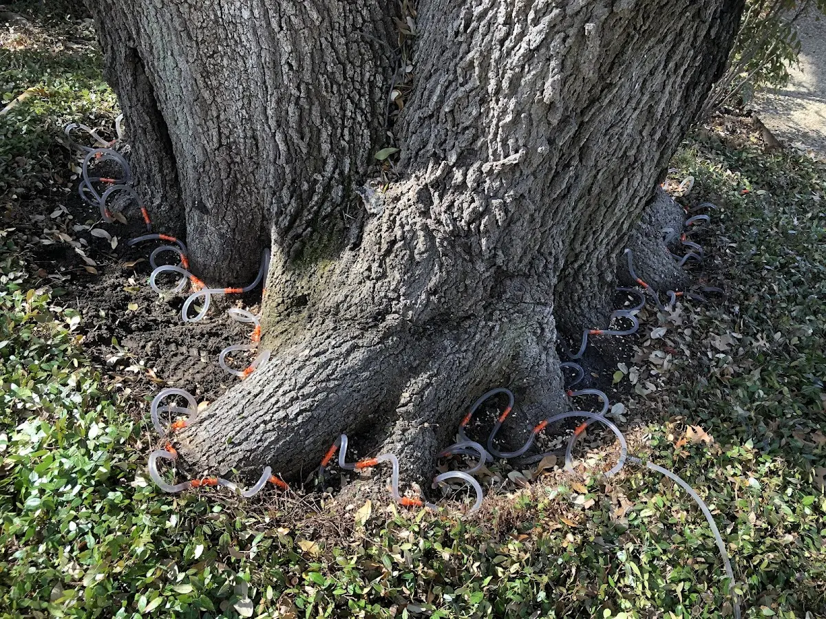 Detailed Tree Cabling and Bracing job site in Milltown